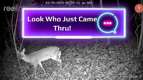 Trail Cam Footage - My One Antlered Buck #trailcam #trailcamera #trailcams