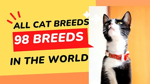 All Cat Breeds With Pictures! (all 98 breeds in the world)