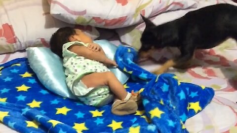 Caring Dog Tucks In His Little Baby Friend