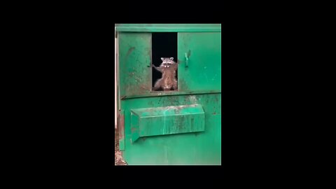 animal comedy video of the day.enjoy video. #virel