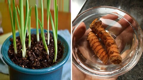 How To Plant and Grow Ginger, Garlic and Turmeric at Home
