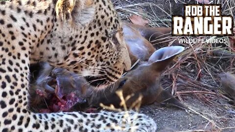 Male Leopard Eats Entire Newborn Nyala