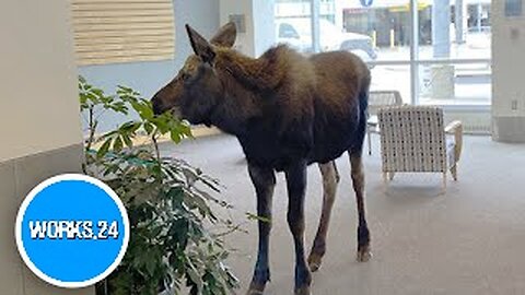 Hungry moose wanders into Alaska hospital to grub on indoor plants