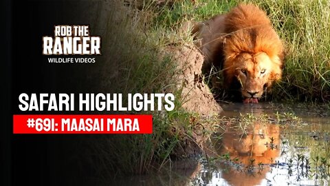 Safari Highlights #691: 21 & 23 April 2022 | Lalashe Maasai Mara | Latest Wildlife Sightings