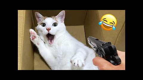 The funniest animals / Fun with cats and dogs 2023 /