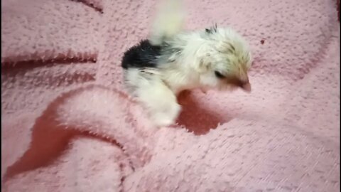 Belgian D'uccle chick, born today 25th November 2021