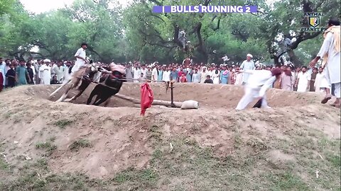 Bulls round running part 2-bull race bulls running- wacha farming Animal planet pk