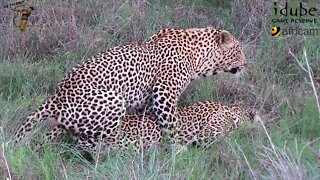 WILDlife: Close Encounter With Pairing Leopards