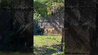 Cheetah strolling in Memphis Zoo