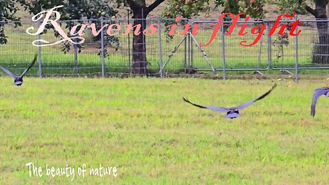 Ravens in flight in slow motion / Beautiful birds in flight.