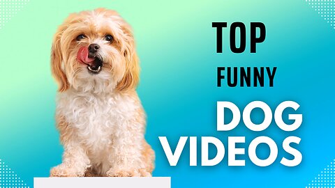 Funniest Animal Videos😂 Crazy Dogs🐶