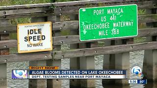 Algae blooms detected on Lake Okeechobee