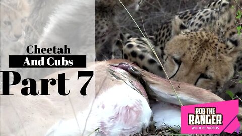 Cheetah And Cubs Part 7: Big Meal For All!!!