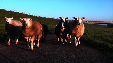 Rebellion sheep cause disruption with a roadblock.