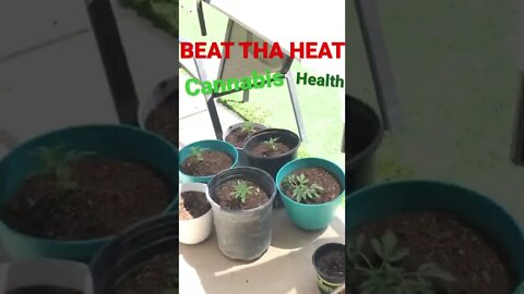 DIY Heatwave Cannabis sunscreen easy organic outdoor # 1