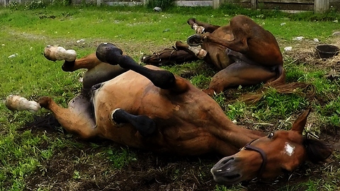 Arabian horses roll with joy after morning walk