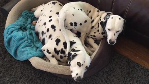 Pregnant Dalmatian takes up the entire bed