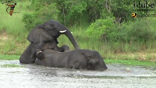 Elephants In The Water