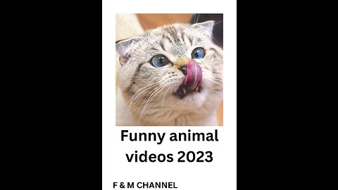 Funny Animal Videos 2023 😂 - Funniest Cats And Dogs Video 😺😍