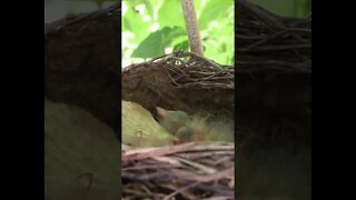 Newly Hatched Baby Robins #Shorts 🌻