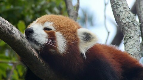 Endangered species Red panda also known as the lesser panda or red bear-cat