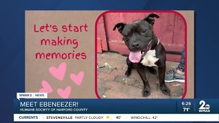 Ebeneezer the dog is up for adoption at the Humane Society of Harford County