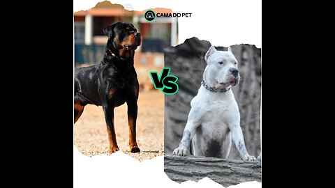 Rottweiler vs Dogo Argentino | Comparação
