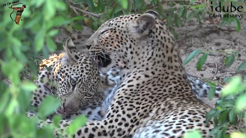 Leopard Family, Part 18