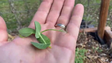 The Cover Crop Pea that Survives -2°F ~ Blaze Winter Pea