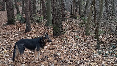 Walking German Shepherd in the Scottish woods @HarleyBearProductions