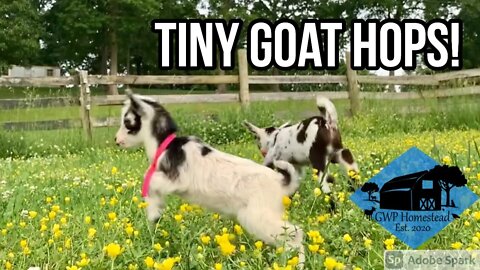 Tiny goat hops! #shorts