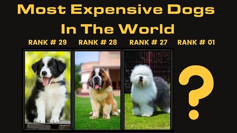 TOP 29 DOGS MORE EXPENSIVE DOGS