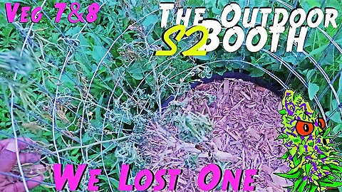 The Outdoor Booth Season 2 | Veg Weeks 7 & 8 | We Lost One