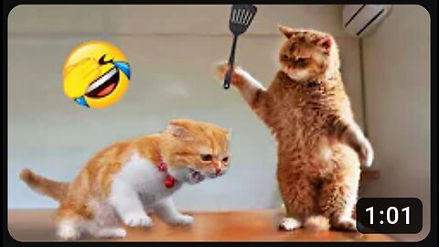 Funny Animal videos 😁🤣😂😁🤣😂😁🤣😂