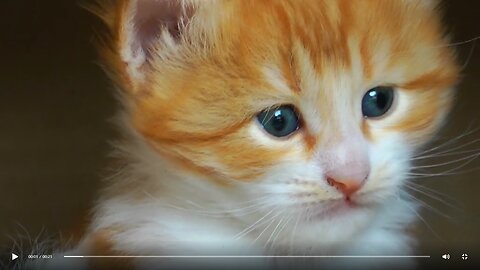 cute kitten video