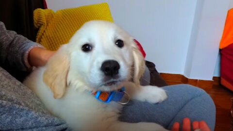 Cute Golden Retriever Puppy Bailey