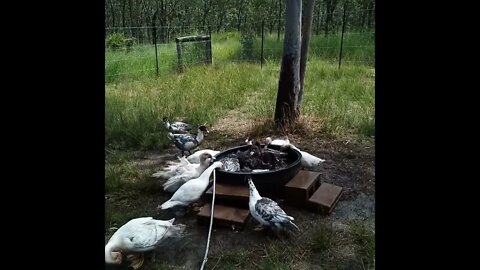 Muscovy and Muscovy crosses love their pond