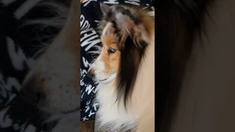 The viral sheltie