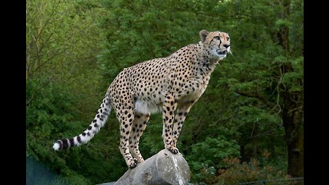 Cheetah Wild Animal Predator Animal Big Cat