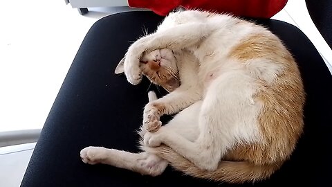 CAT FALLS INTO A DEEP SLEEP AT WORK