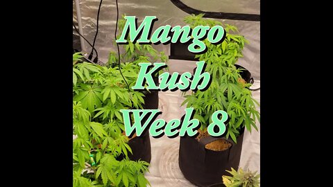 Mango Kush Week8 #MarsHydro #TSW2000 #RootedLeaf