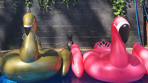 This Frenchie mistakes an inflatable toy for real giant swan!