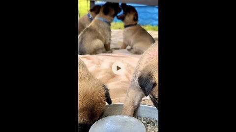 Puppies cleaning each other