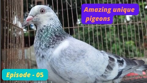 Amazing unique pigeons, Episode - 05