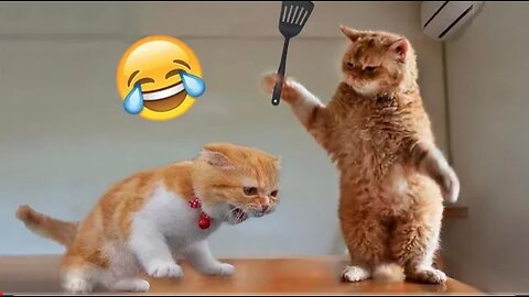 Best Funny Animal Videos of the year 2024