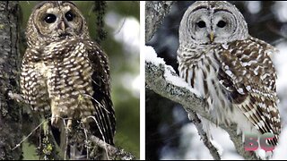 Feds propose shooting one owl to save another