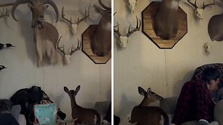 Deer Utterly Shocked After Stumbling Into Trophy Room
