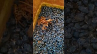 Cute Frog Eating A Big Moth!🐸 #shorts #frogs #animallover #youtubeshorts #funny #shorts