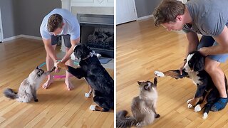 Puppy And Kitty Learn To High-five Each Other