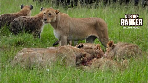 Lions And Hyenas With A Zebra Meal | Live From Zebra Plains | Maasai Mara